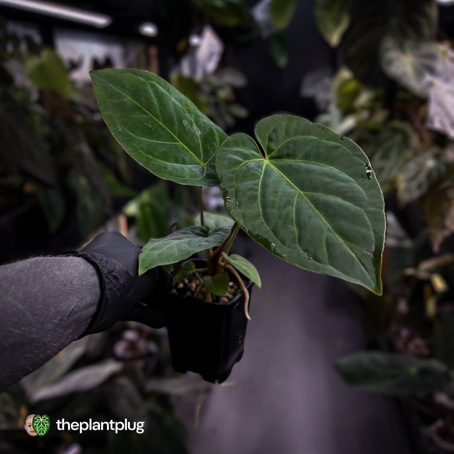 Anthurium besseae aff x kunayalense