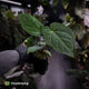 Anthurium besseae aff x kunayalense