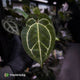 Anthurium 'Michelle' x 'Black Widow'