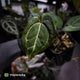 Anthurium 'Michelle' x 'Black Widow'