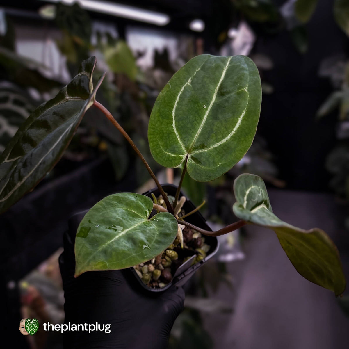 Anthurium 'Michelle' x 'Black Widow'