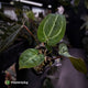 Anthurium 'Michelle' x 'Black Widow'
