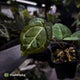 Anthurium 'Michelle' x 'Black Widow'