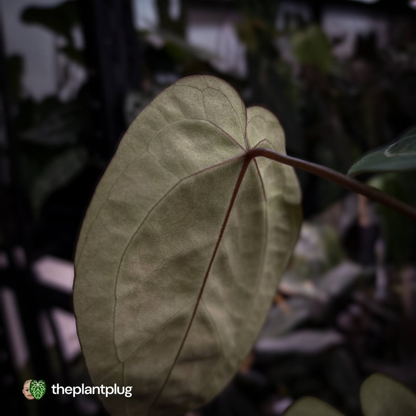 Anthurium 'Michelle' x 'Black Widow'
