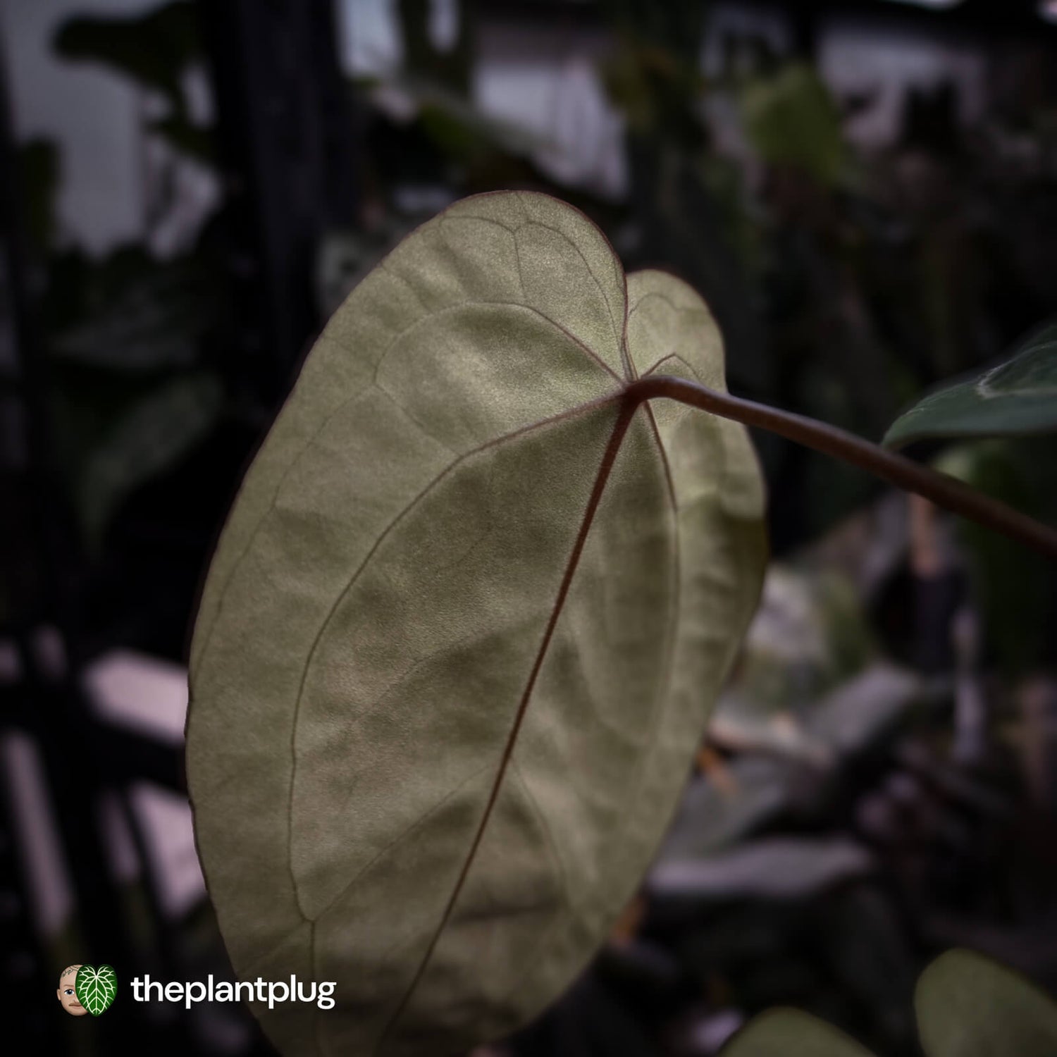 Anthurium 'Michelle' x 'Black Widow'
