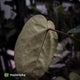 Anthurium 'Michelle' x 'Black Widow'