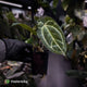 Anthurium 'Michelle' x 'Black Widow'