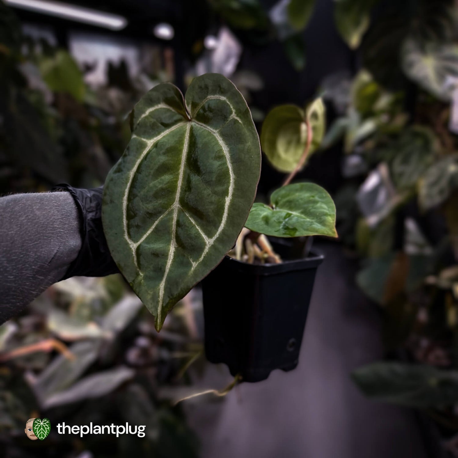 Anthurium 'Michelle' x 'Black Widow'