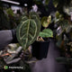 Anthurium 'Michelle' x 'Black Widow'