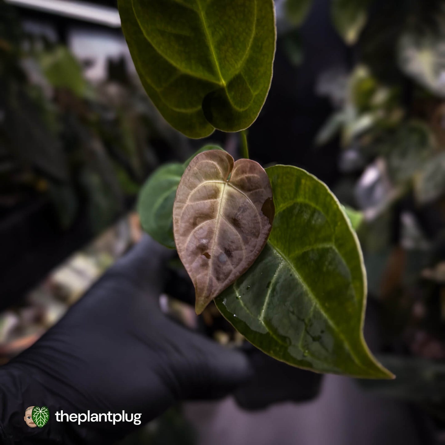 Anthurium 'Dorayaki Silver' x besseae aff 'Red'