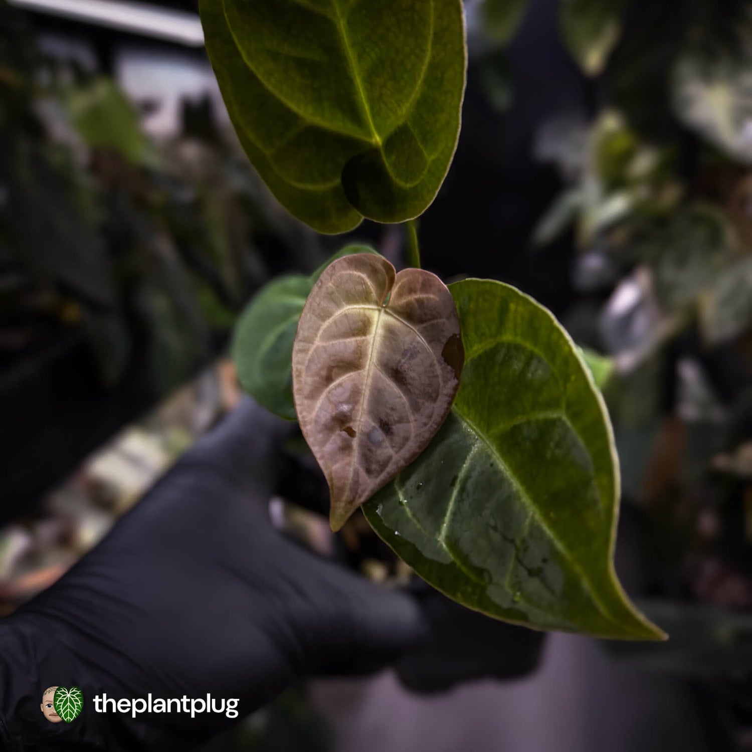 Anthurium 'Dorayaki Silver' x besseae aff 'Red'