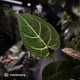 Anthurium 'Dorayaki Silver' x besseae aff 'Red'