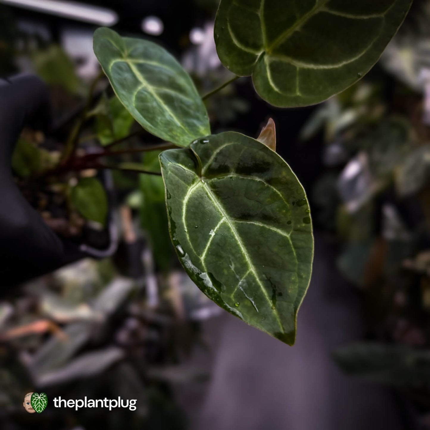 Anthurium 'Dorayaki Silver' x besseae aff 'Red'