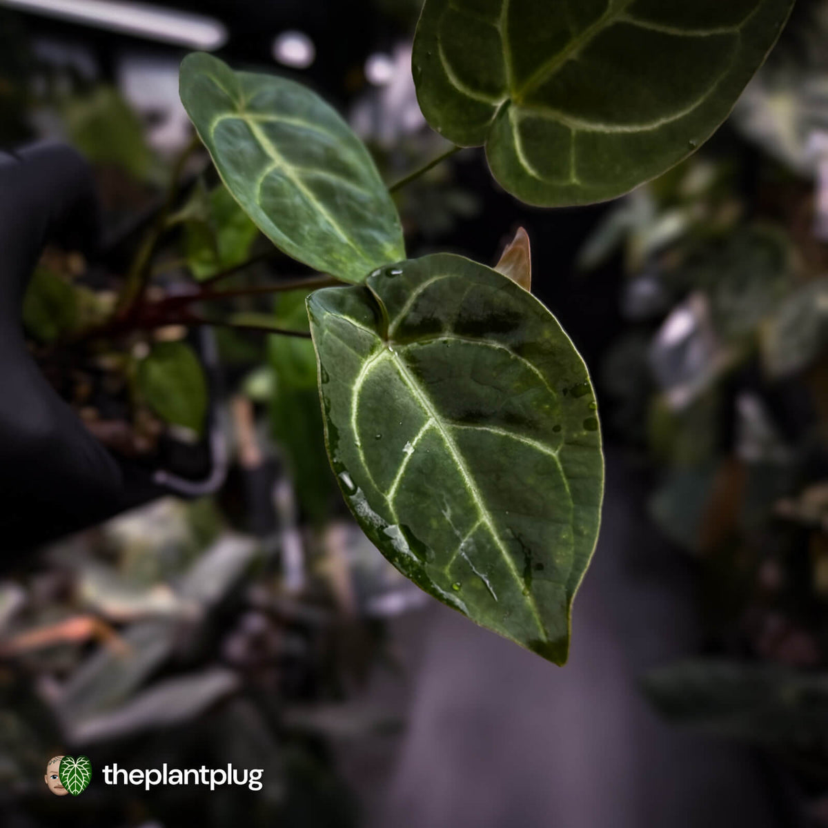 Anthurium 'Dorayaki Silver' x besseae aff 'Red'