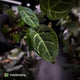 Anthurium 'Dorayaki Silver' x besseae aff 'Red'