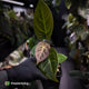 Anthurium 'Dorayaki Silver' x besseae aff 'Red'