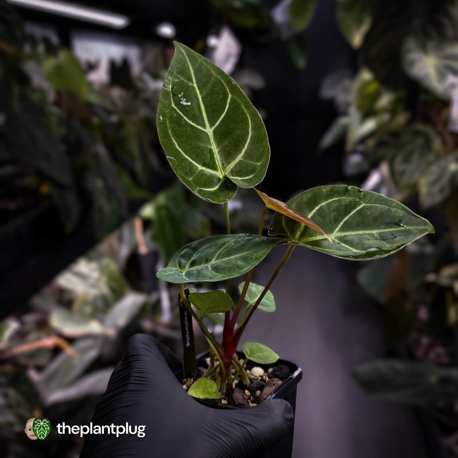 Anthurium 'Dorayaki Silver' x besseae aff 'Red'