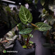 Anthurium 'Dorayaki Silver' x besseae aff 'Red'