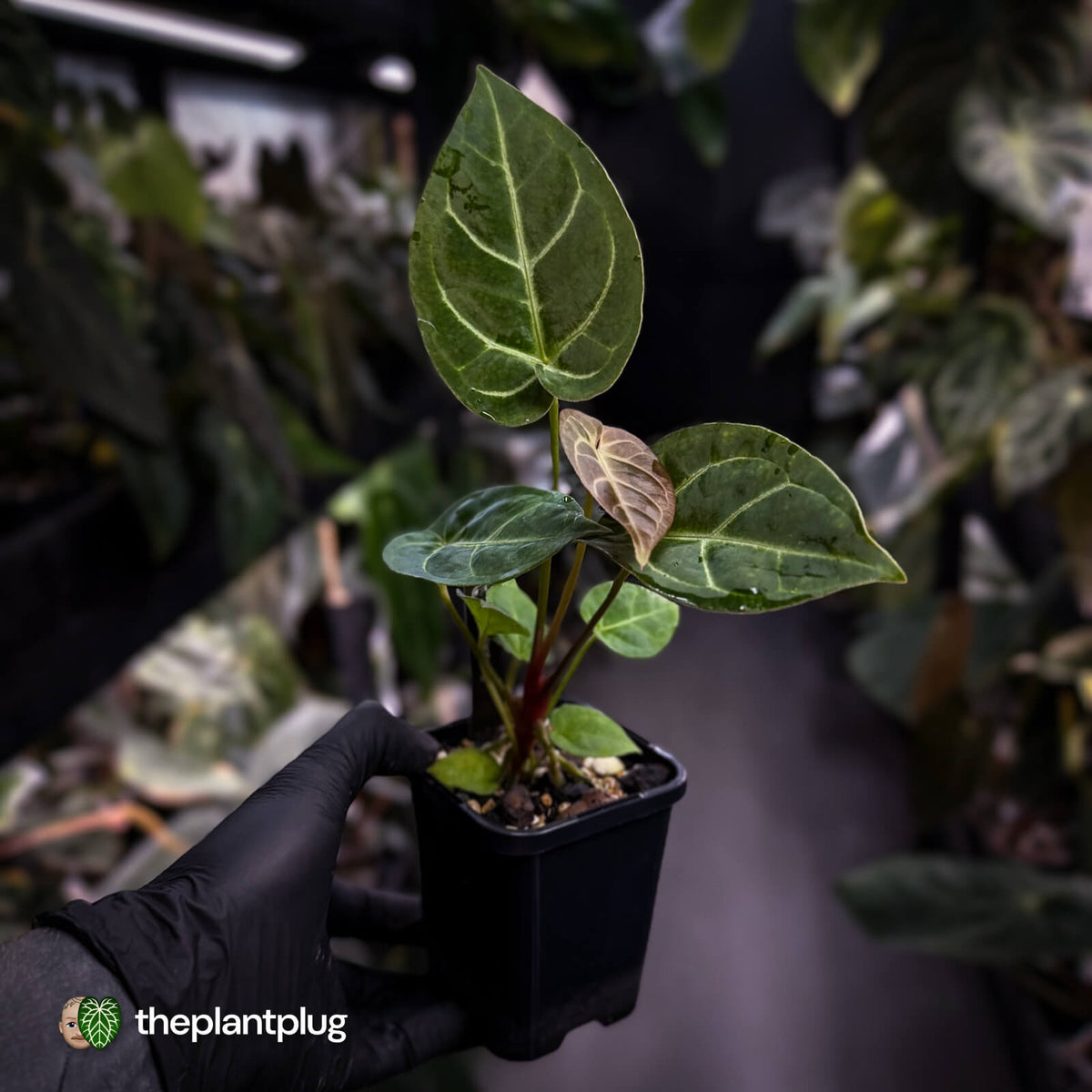 Anthurium 'Dorayaki Silver' x besseae aff 'Red'