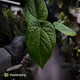 Anthurium (forgetii x) x splendidum