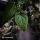 Anthurium (forgetii x) x splendidum