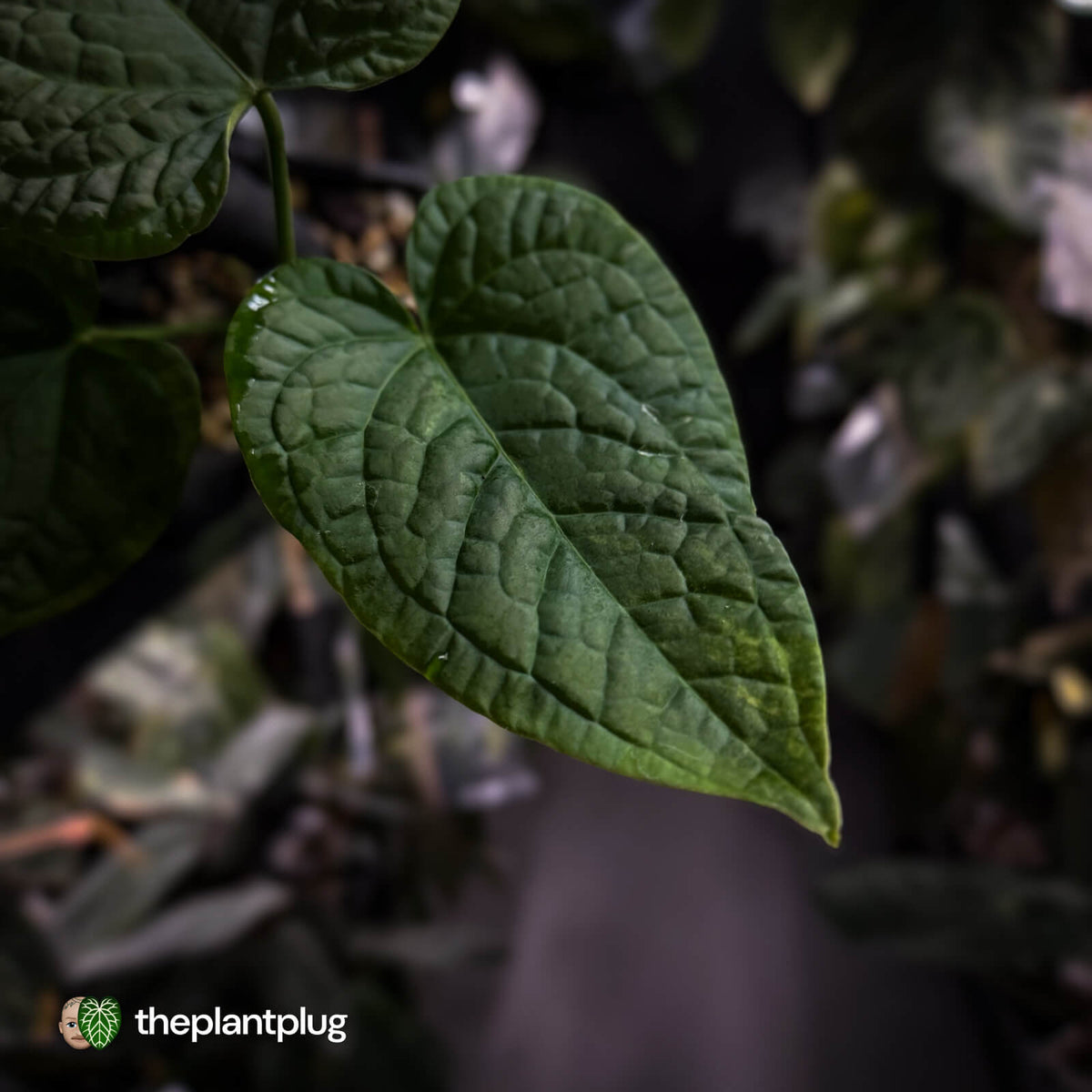 Anthurium (forgetii x) x splendidum