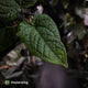 Anthurium (forgetii x) x splendidum