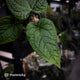 Anthurium (forgetii x) x splendidum