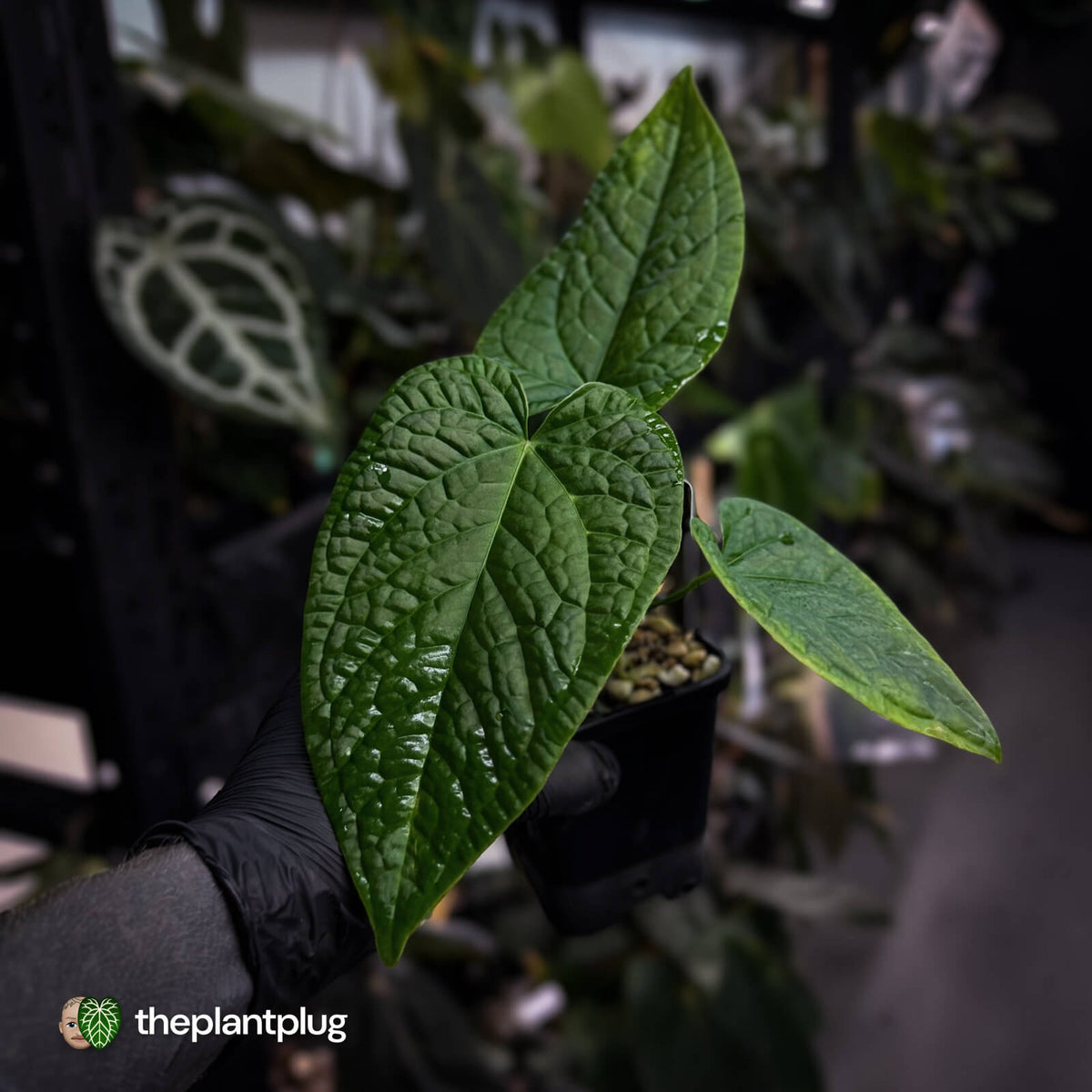 Anthurium (forgetii x) x splendidum