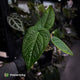 Anthurium (forgetii x) x splendidum