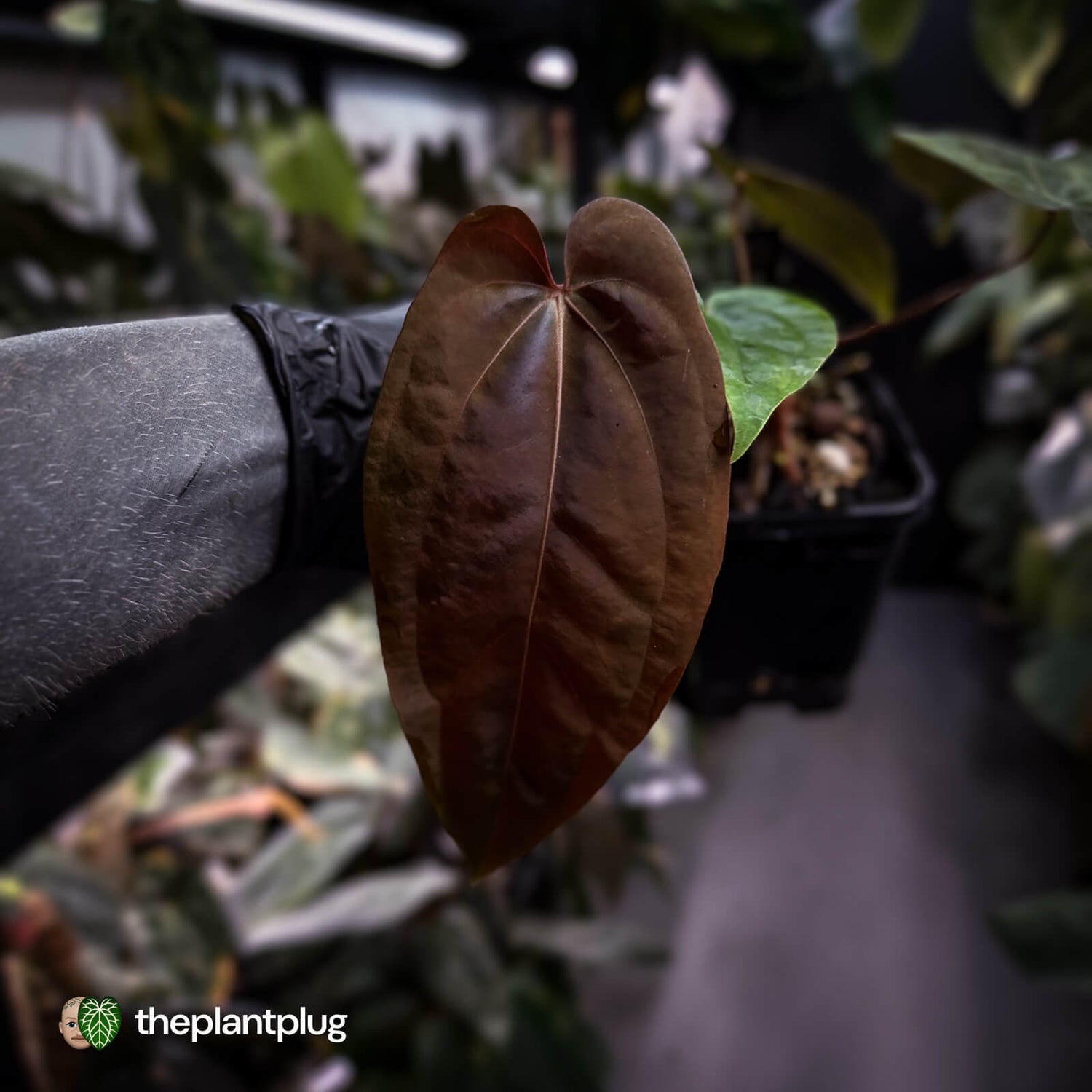 Anthurium (carla dress x pap 'RL' s1) x (pap 'FS' x antolakii)