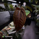 Anthurium (carla dress x pap 'RL' s1) x (pap 'FS' x antolakii)