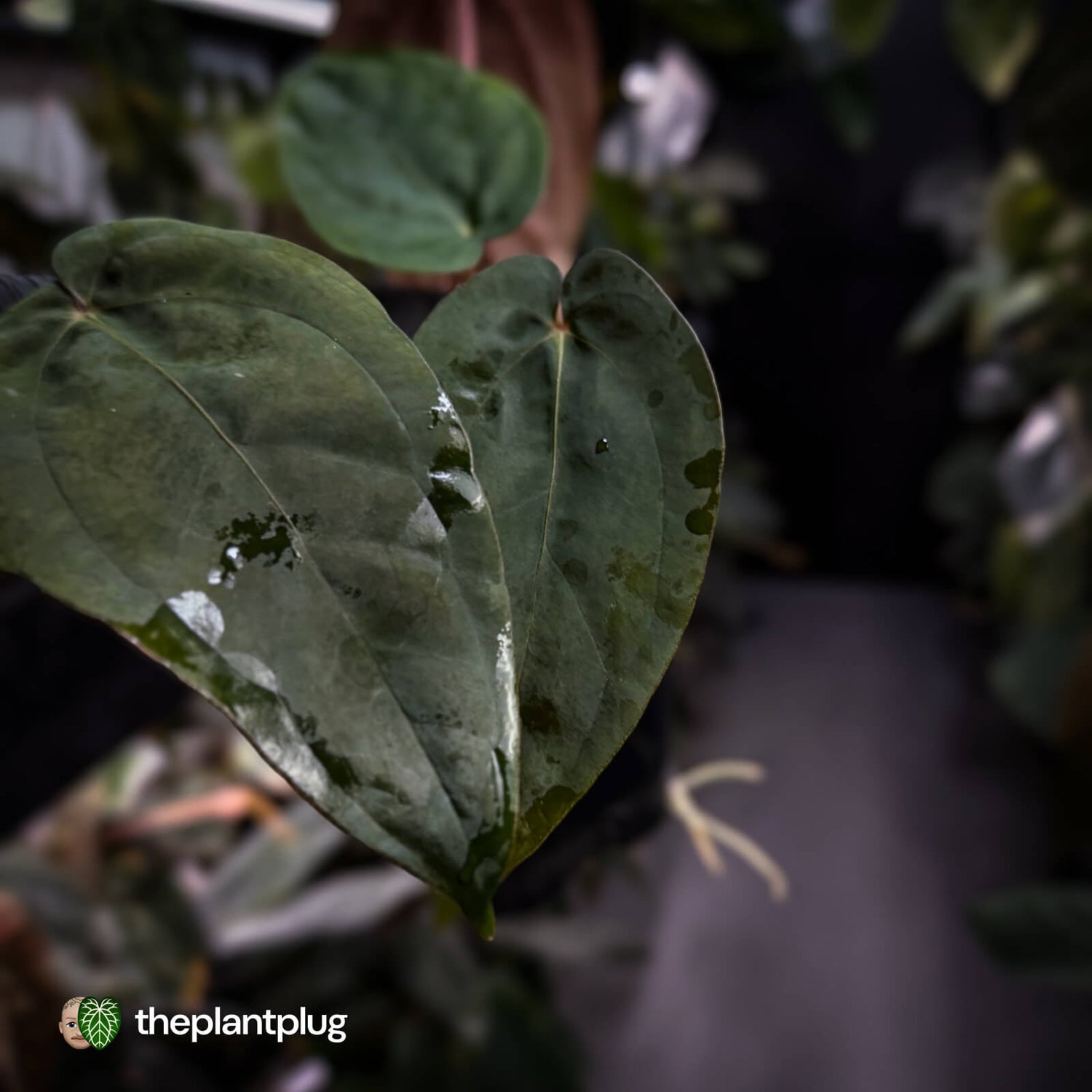 Anthurium (carla dress x pap 'RL' s1) x (pap 'FS' x antolakii)
