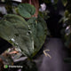 Anthurium (carla dress x pap 'RL' s1) x (pap 'FS' x antolakii)