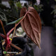 Anthurium (carla dress x pap 'RL' s1) x (pap 'FS' x antolakii)