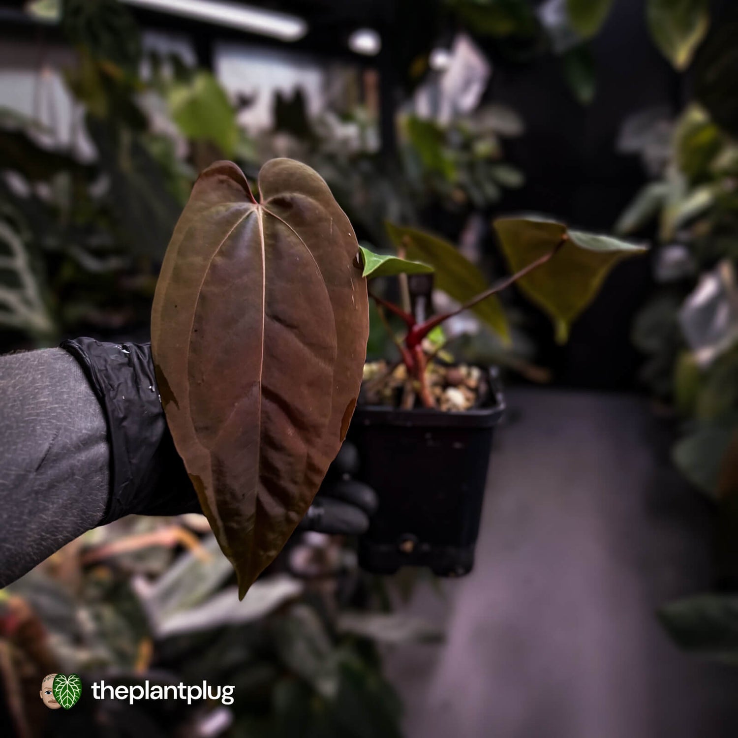 Anthurium (carla dress x pap 'RL' s1) x (pap 'FS' x antolakii)