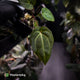 Anthurium besseae aff x ('Magenta' x 'RVDP') • first release