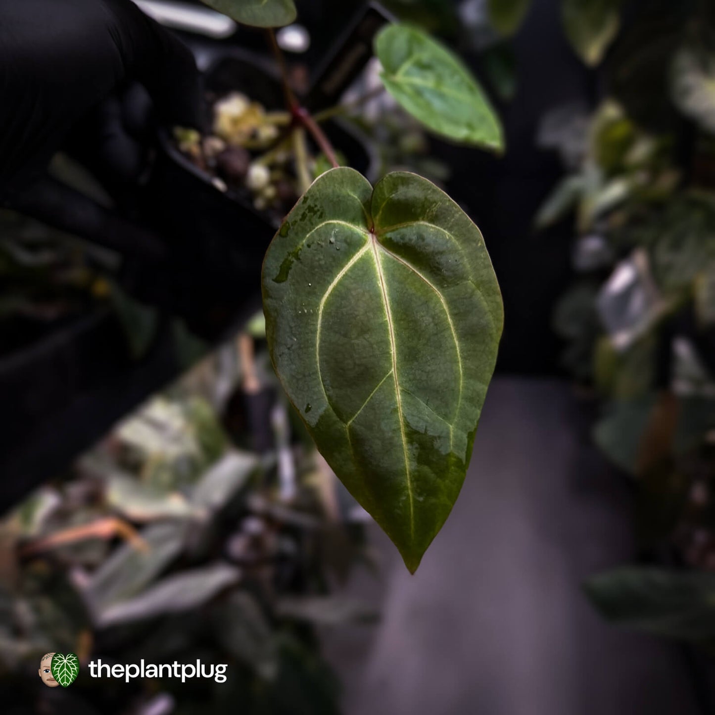 Anthurium besseae aff x ('Magenta' x 'RVDP') • first release