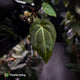 Anthurium besseae aff x ('Magenta' x 'RVDP') • first release