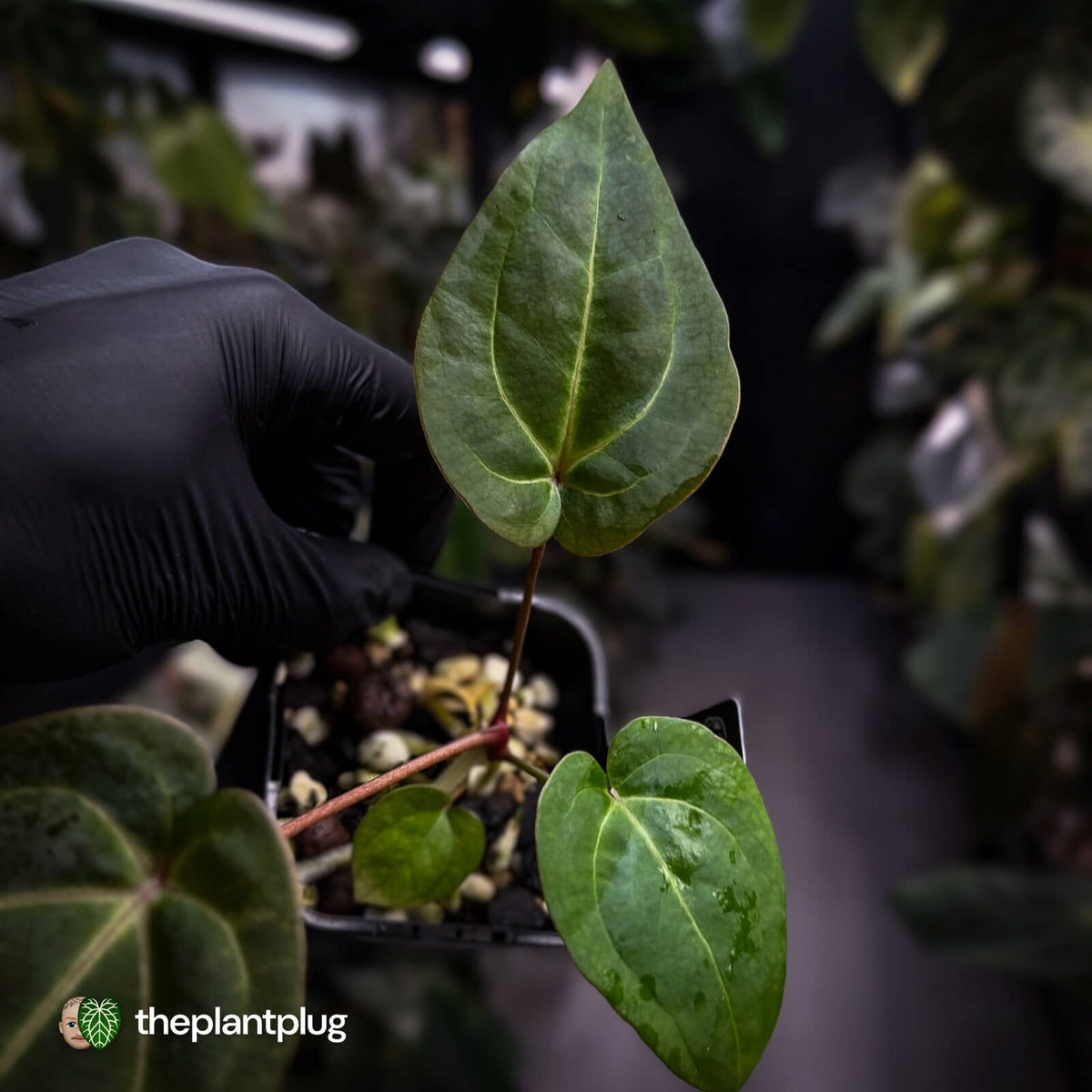Anthurium besseae aff x ('Magenta' x 'RVDP') • first release