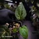 Anthurium besseae aff x ('Magenta' x 'RVDP') • first release