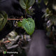 Anthurium besseae aff x ('Magenta' x 'RVDP') • first release