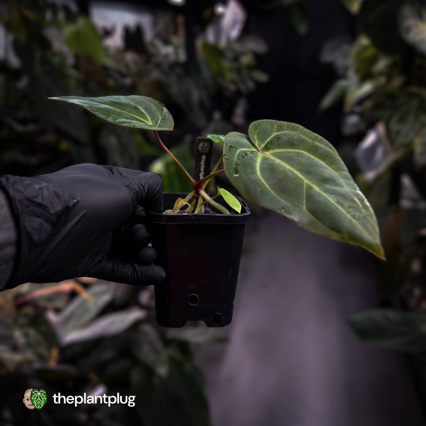 Anthurium besseae aff x ('Magenta' x 'RVDP') • first release