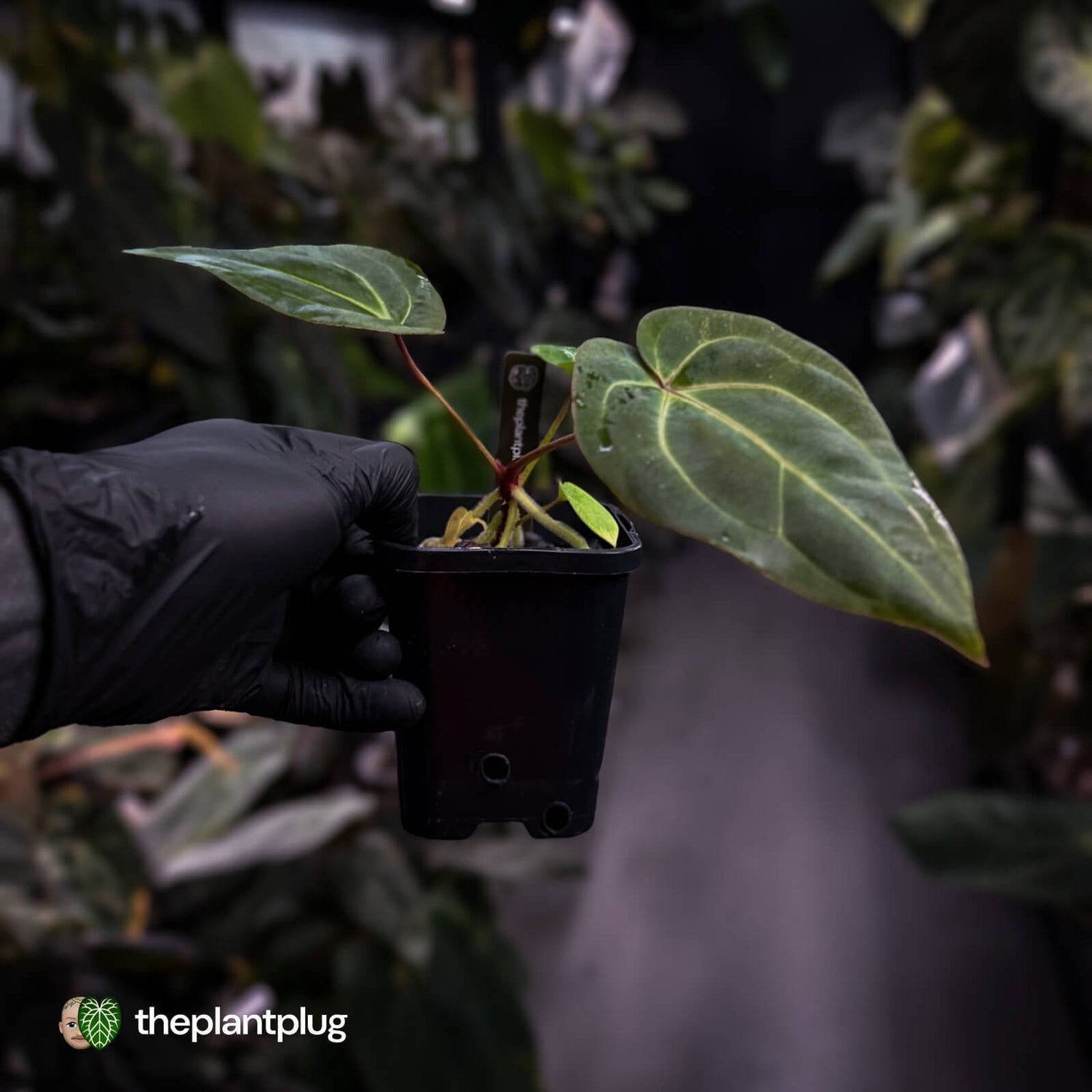 Anthurium besseae aff x ('Magenta' x 'RVDP') • first release
