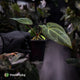 Anthurium besseae aff x ('Magenta' x 'RVDP') • first release