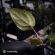 Anthurium besseae aff x ('Magenta' x 'RVDP') • first release