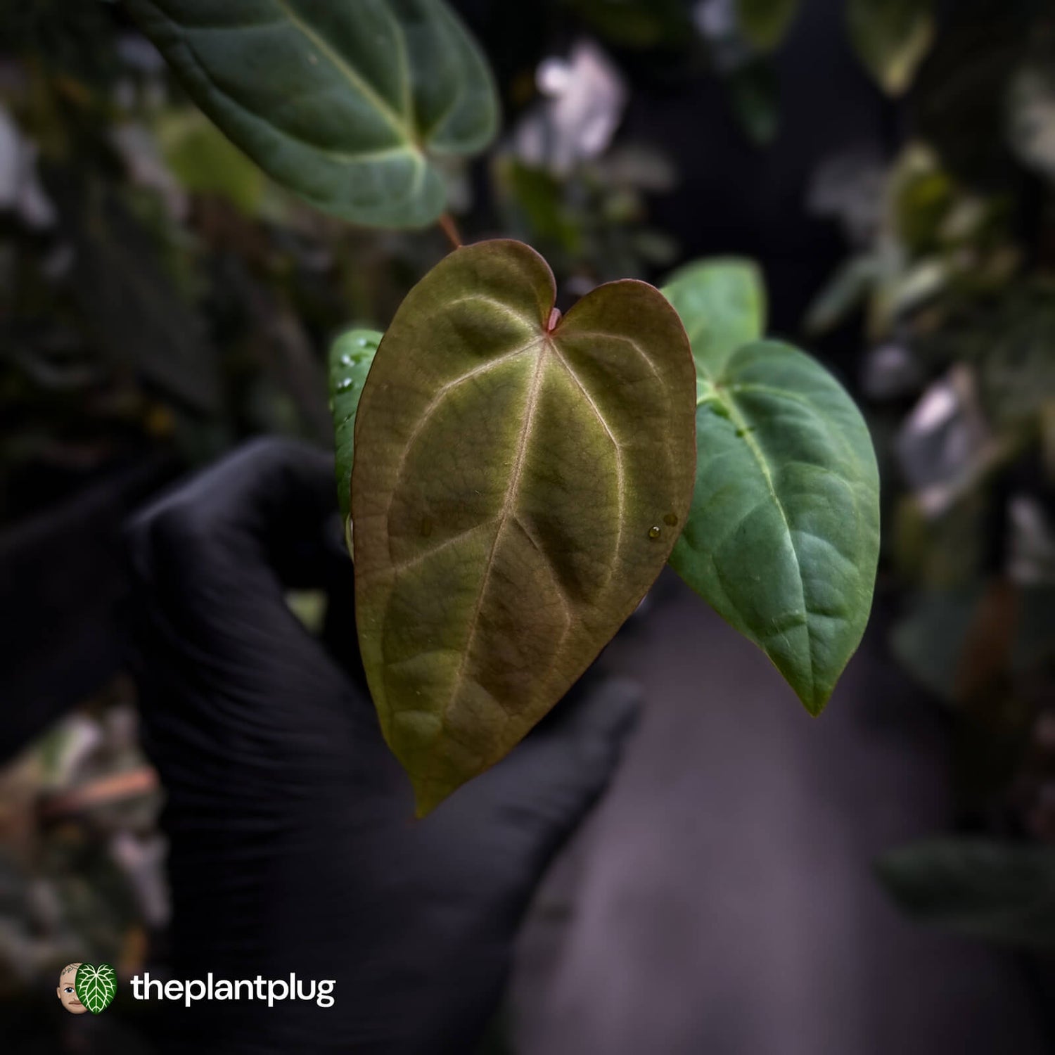 Anthurium besseae aff x ('Magenta' x 'RVDP') • first release