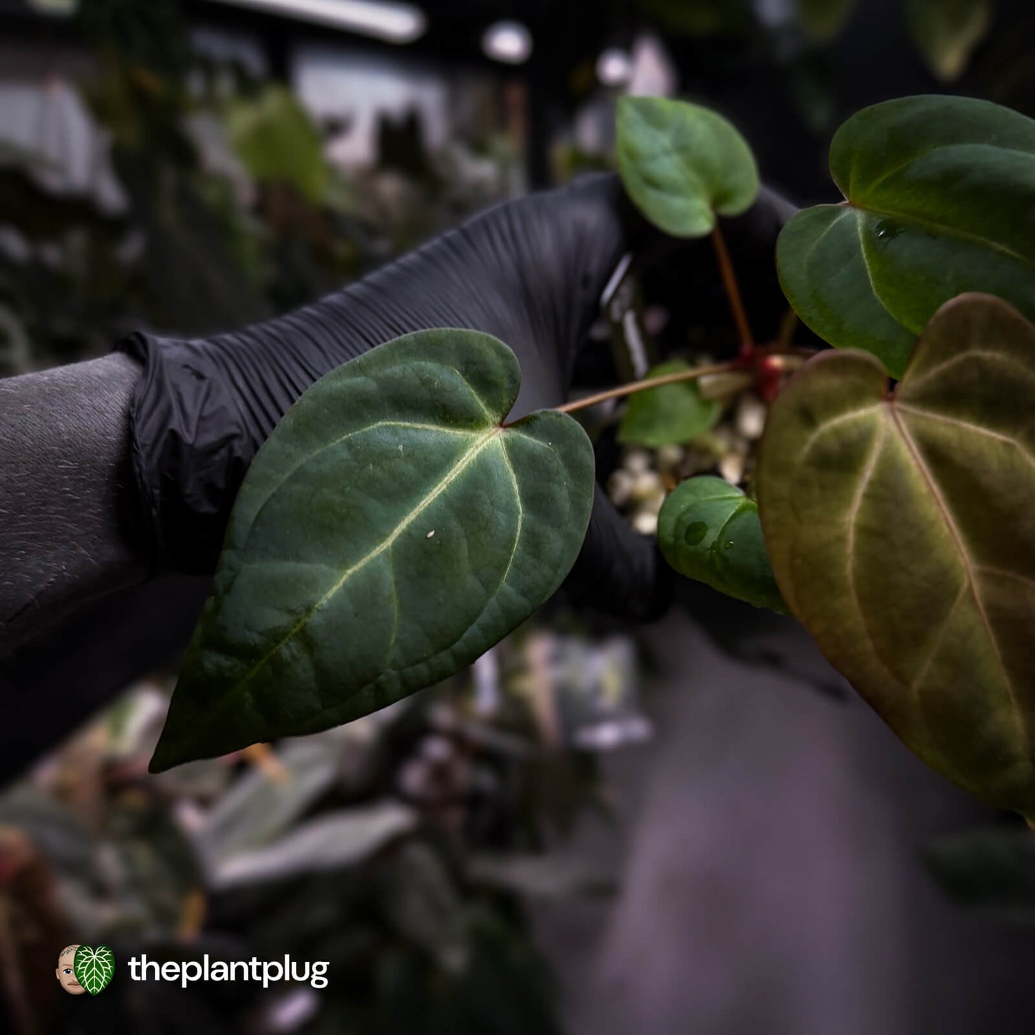 Anthurium besseae aff x ('Magenta' x 'RVDP') • first release