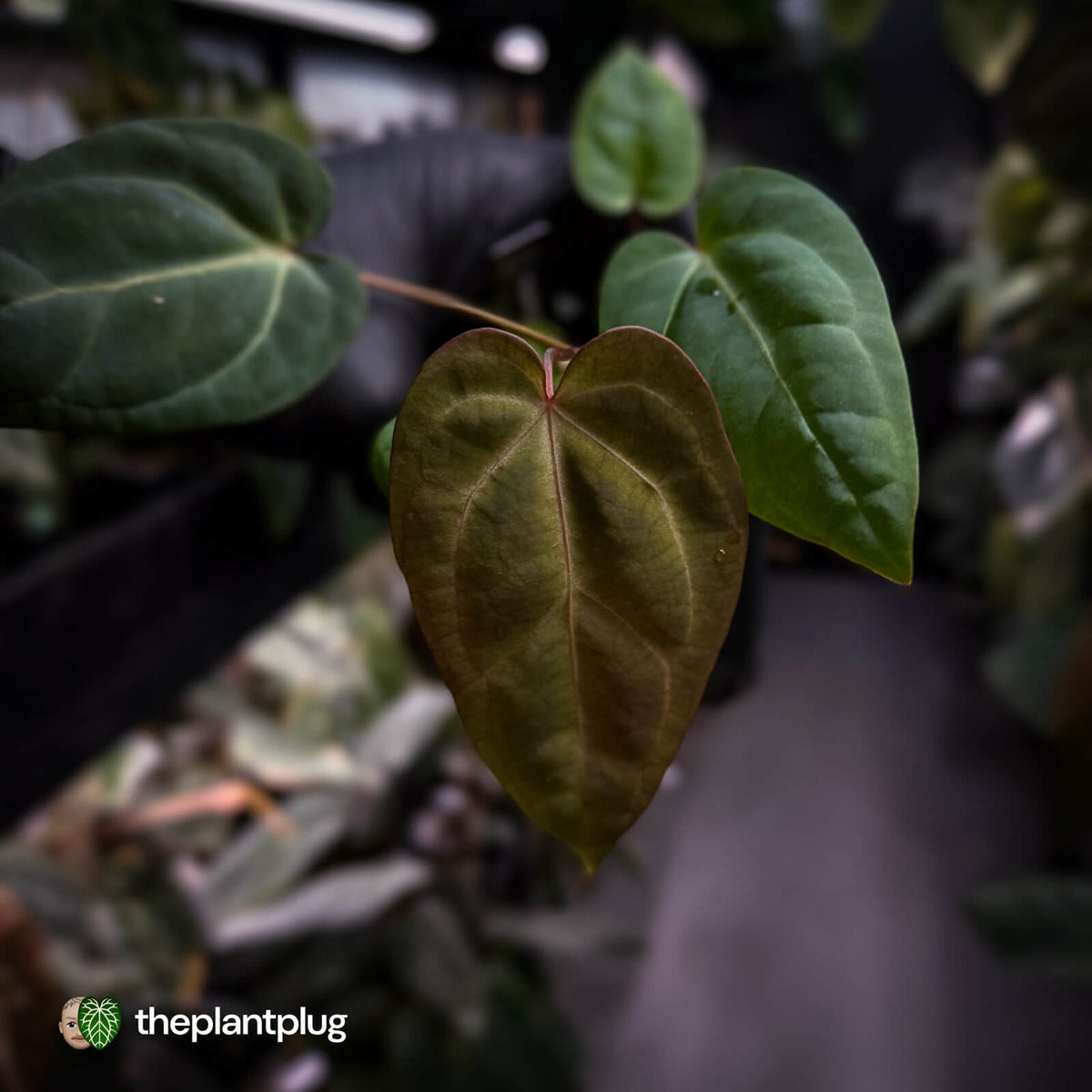 Anthurium besseae aff x ('Magenta' x 'RVDP') • first release