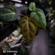 Anthurium besseae aff x ('Magenta' x 'RVDP') • first release